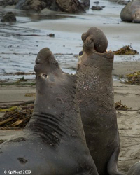 Northern Elephant Seals at San Simeon, CA. Nikon D200 by Kip Nead 